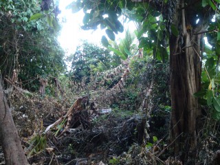 Lower Fair Prospect, Portland, Jamaica - Residential lot for Sale